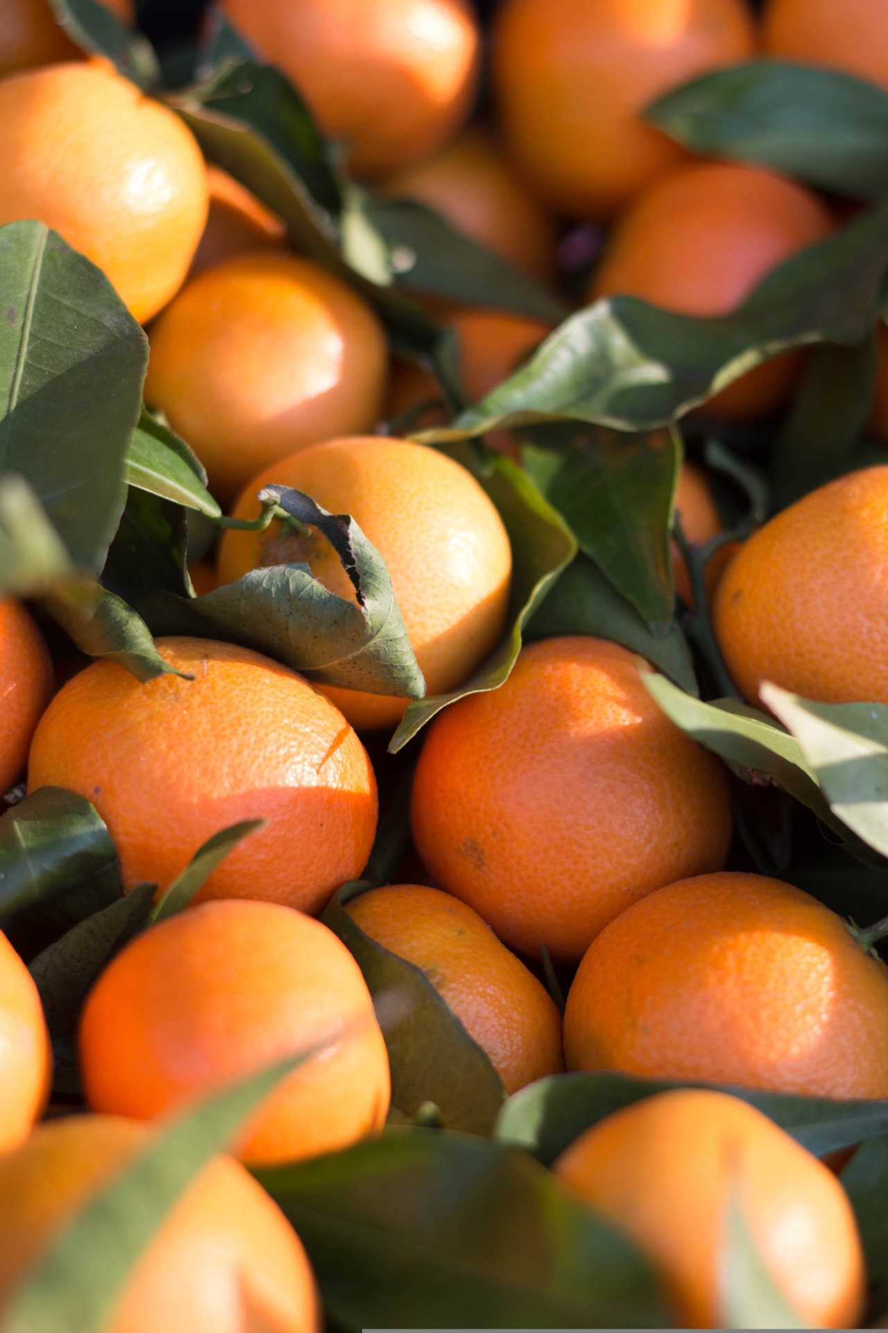 Citrus sourced by MoroccanFruits in Morocco