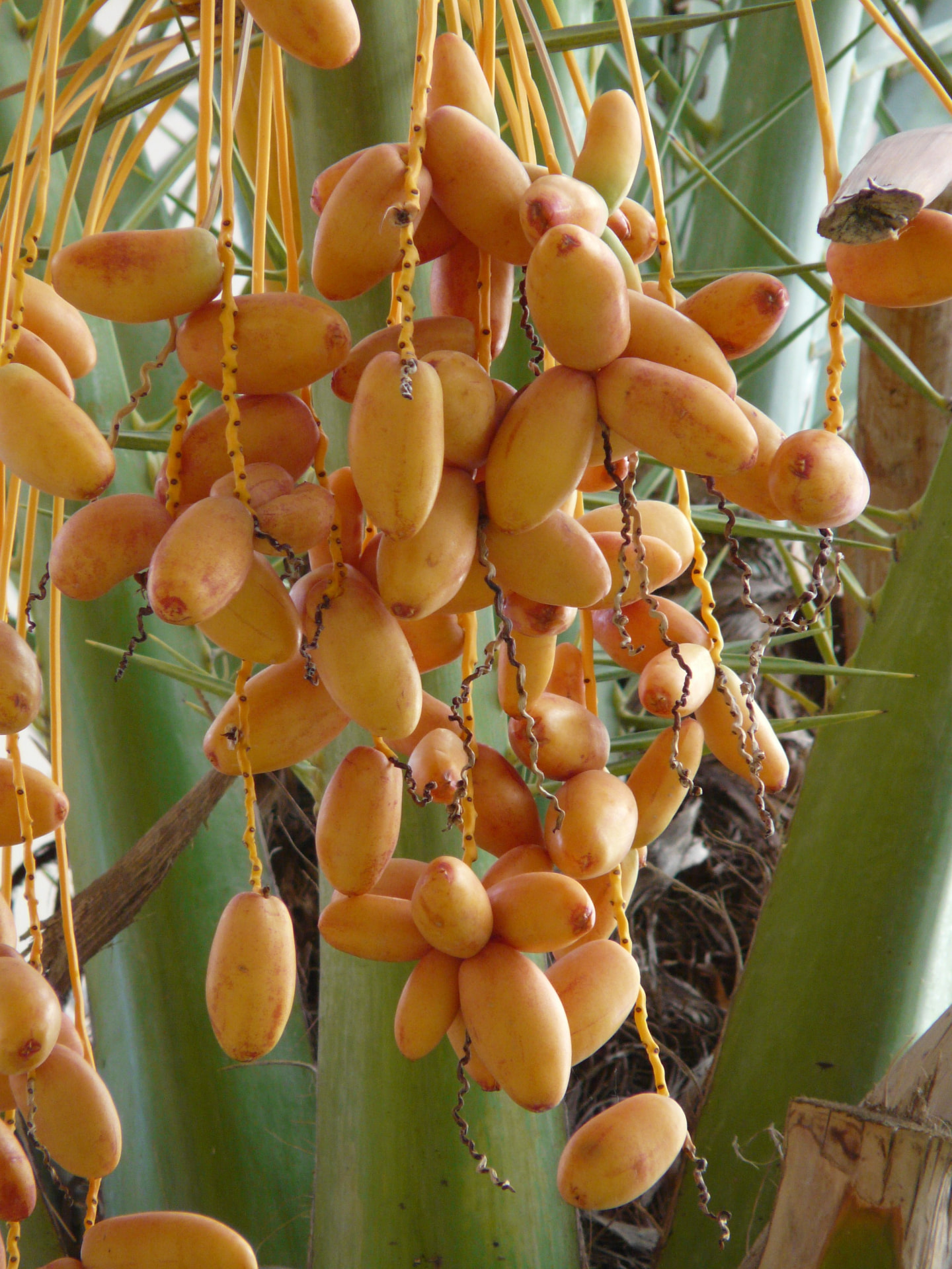 Dates sourced by MoroccanFruits in Morocco
