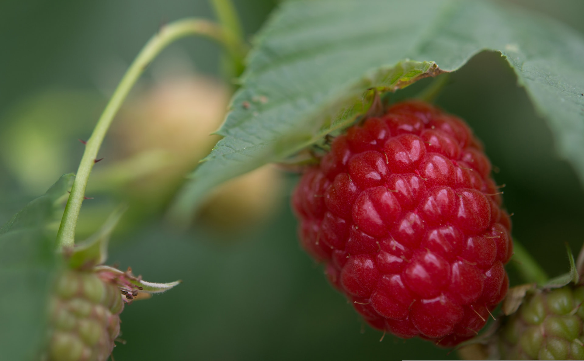 Berries sourced by MoroccanFruits in Morocco