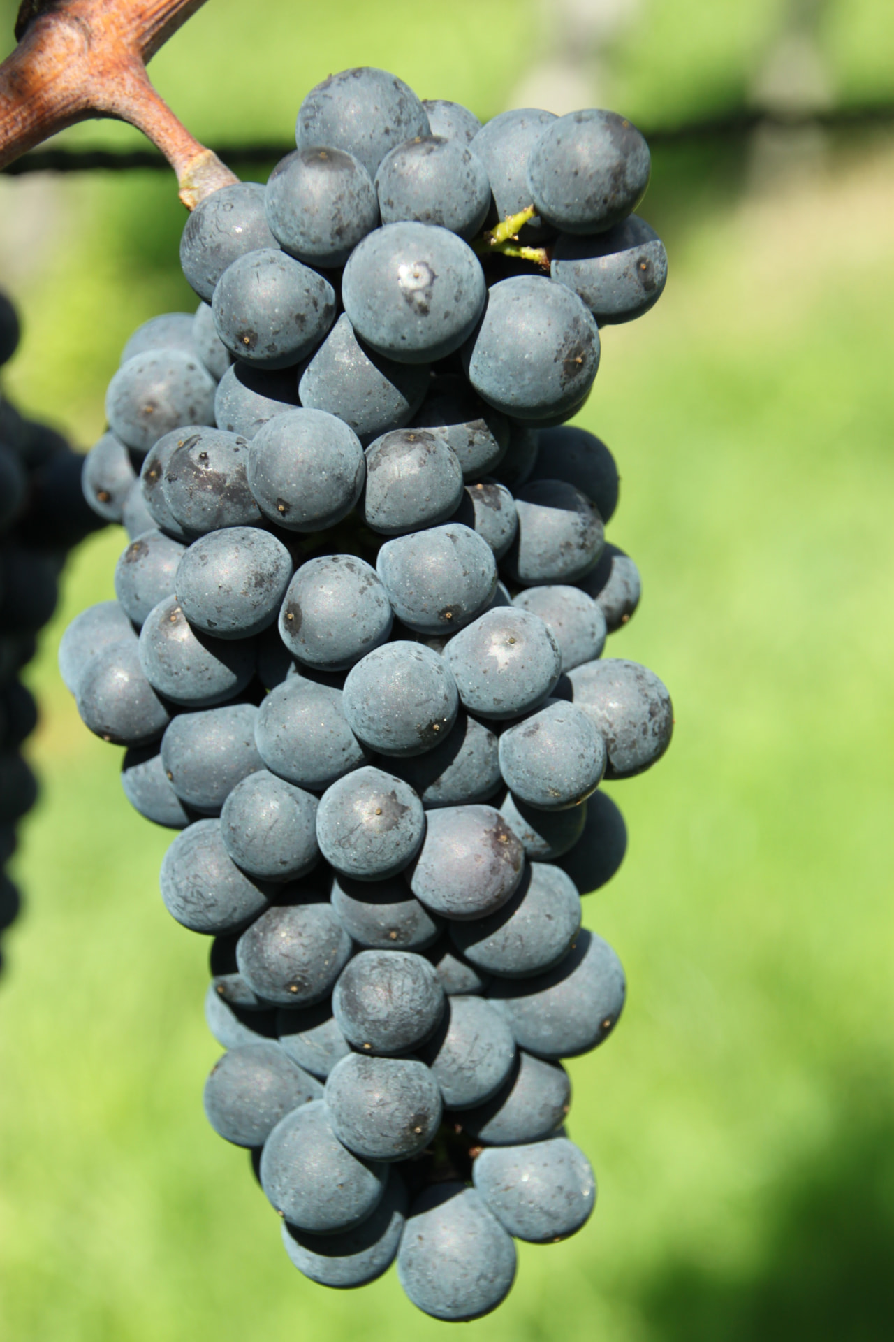 Table Grapes sourced by MoroccanFruits in Morocco