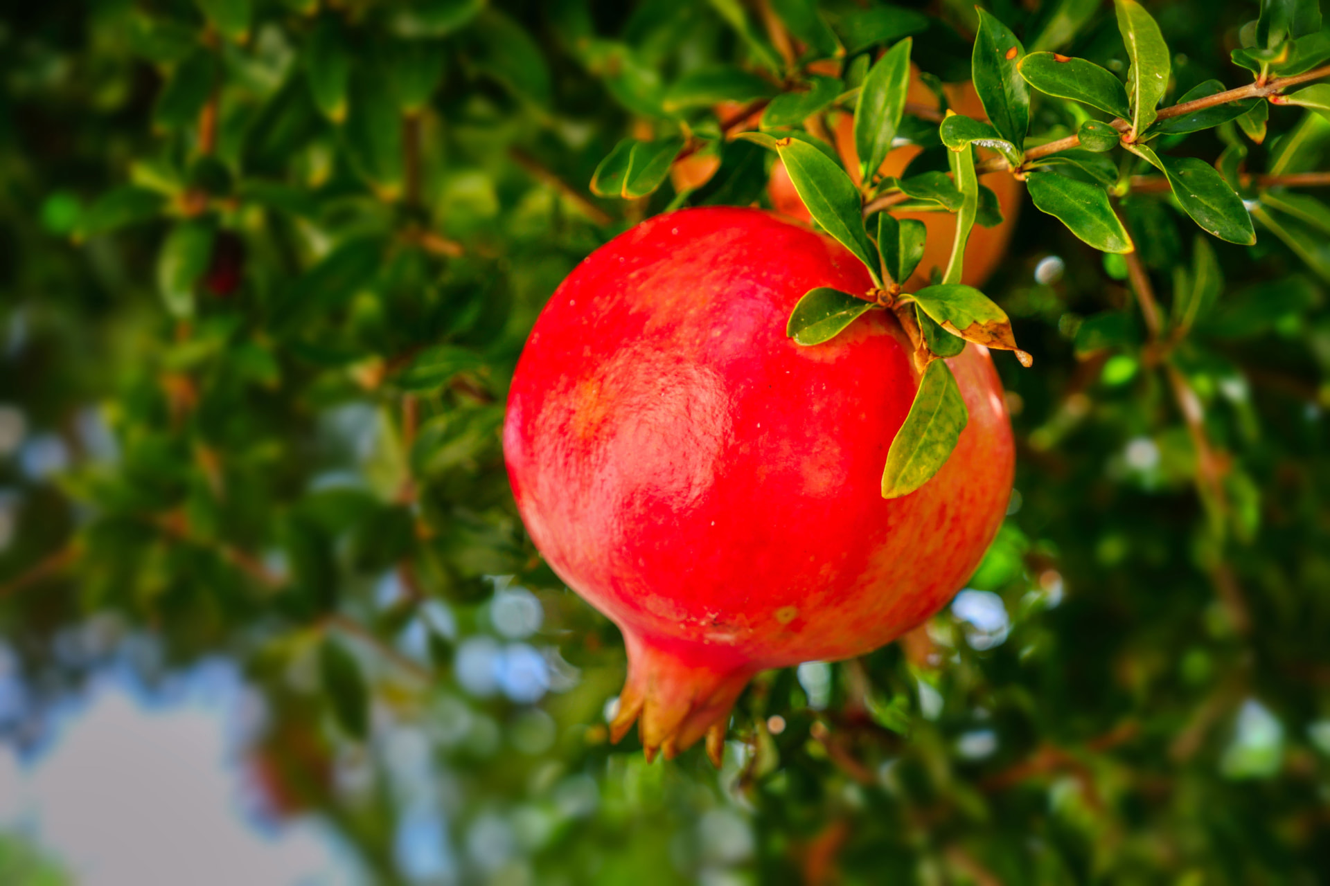 Pomegranates sourced by MoroccanFruits in Morocco